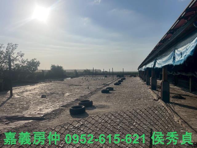 嘉義六腳牧場-8