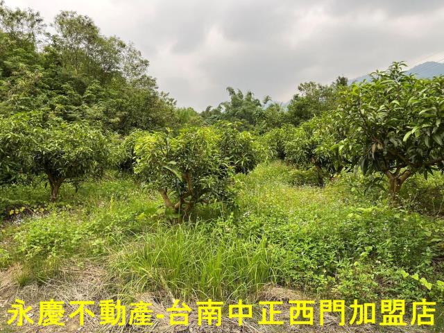 南化農地-10