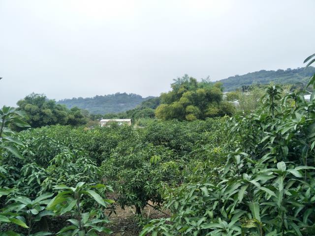 玉井農地-7