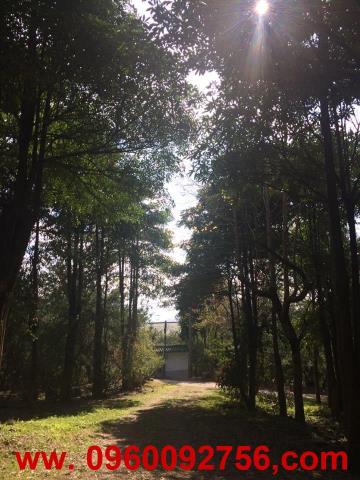 南投埔里農地-1