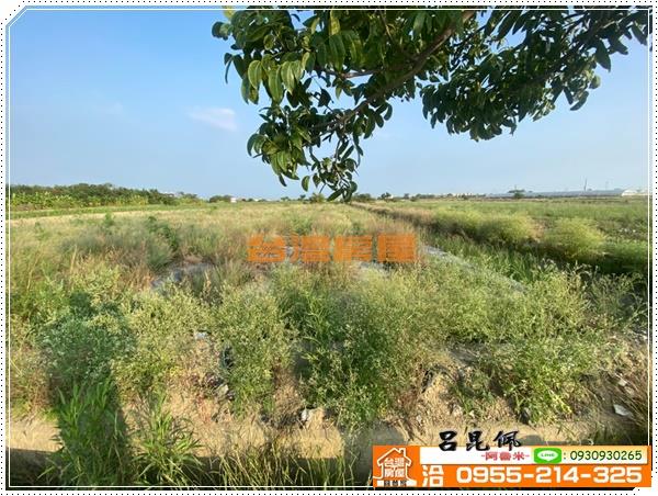 鹽水農地-2