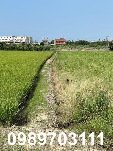 大園農地-3