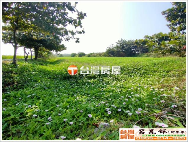 口湖農地-5