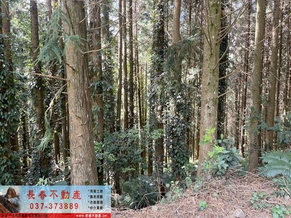 苗栗大湖農地-10