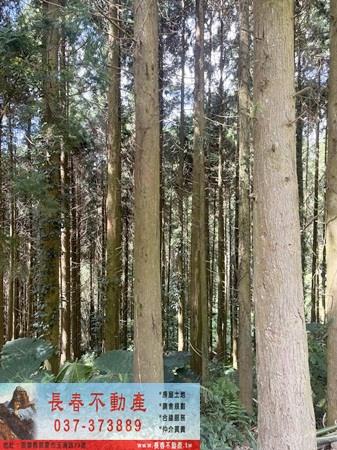 苗栗大湖農地-4