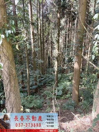 苗栗大湖農地-5