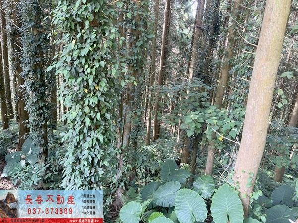 苗栗大湖農地-6