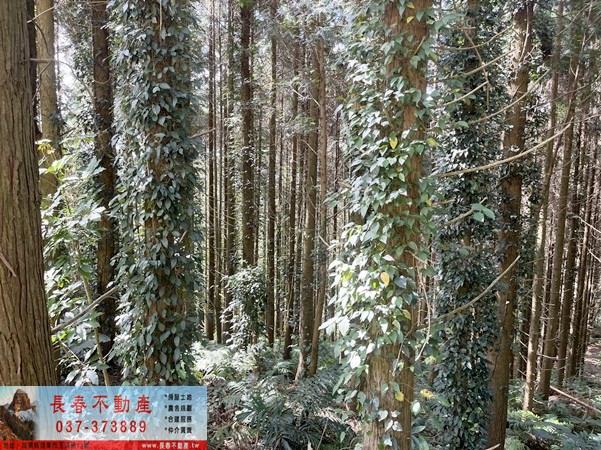 苗栗大湖農地-7