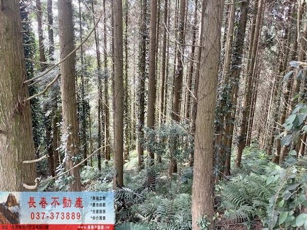 苗栗大湖農地-8