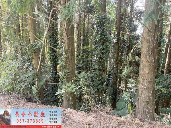 苗栗大湖農地-9