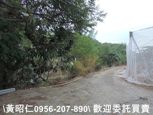 玉井農地-10