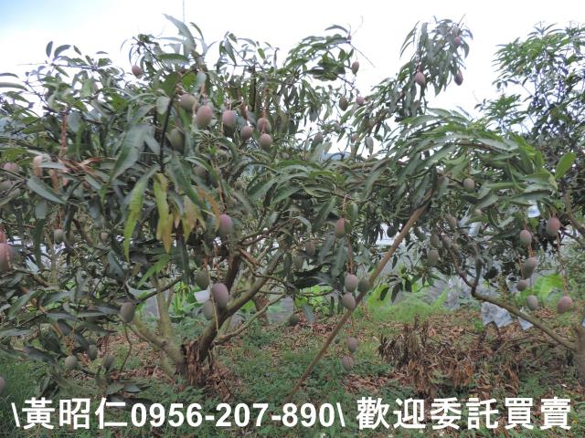玉井農地-11