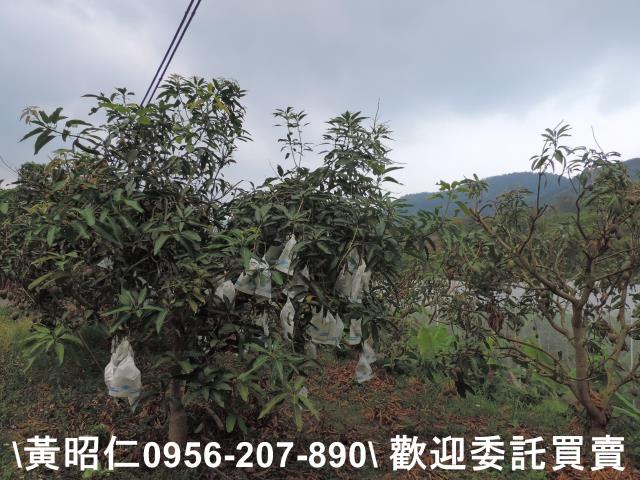 玉井農地-2