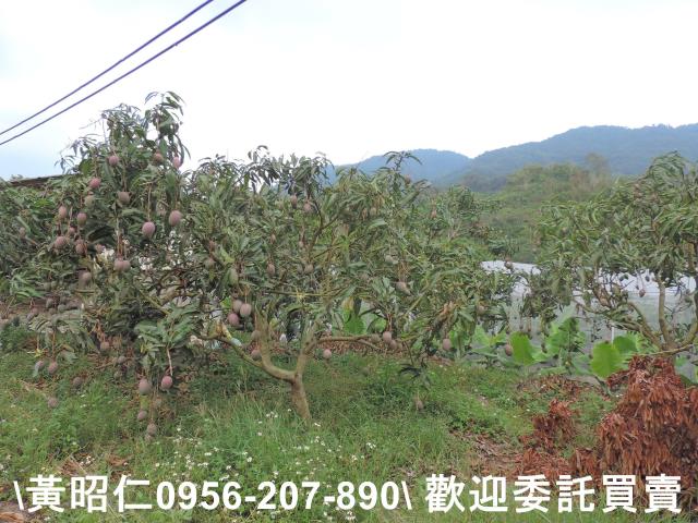 玉井農地-3
