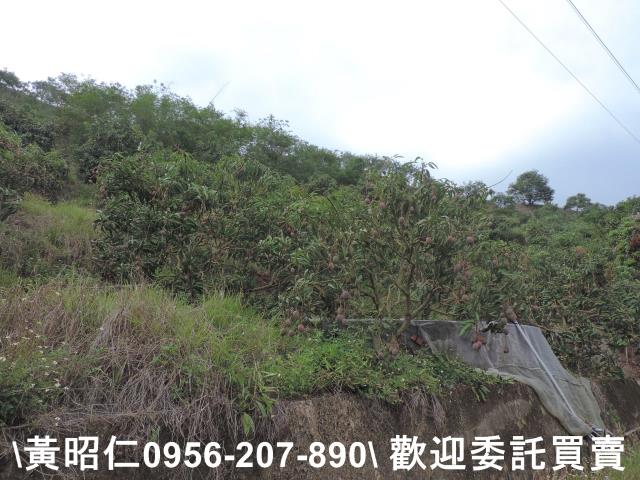 玉井農地-4