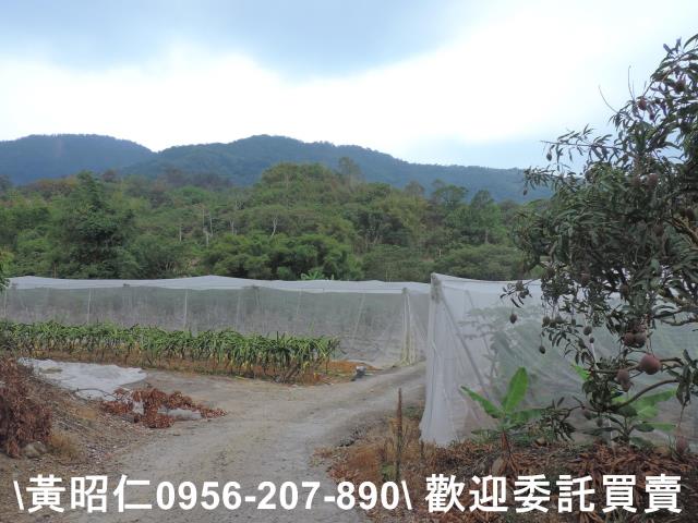 玉井農地-5