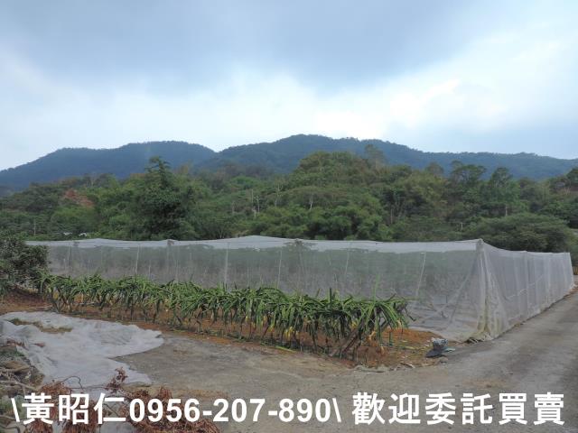 玉井農地-6