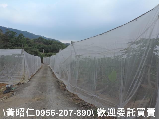 玉井農地-7