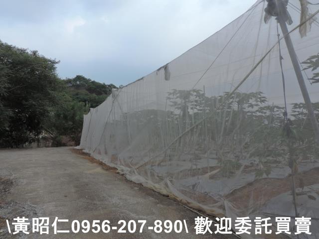 玉井農地-8