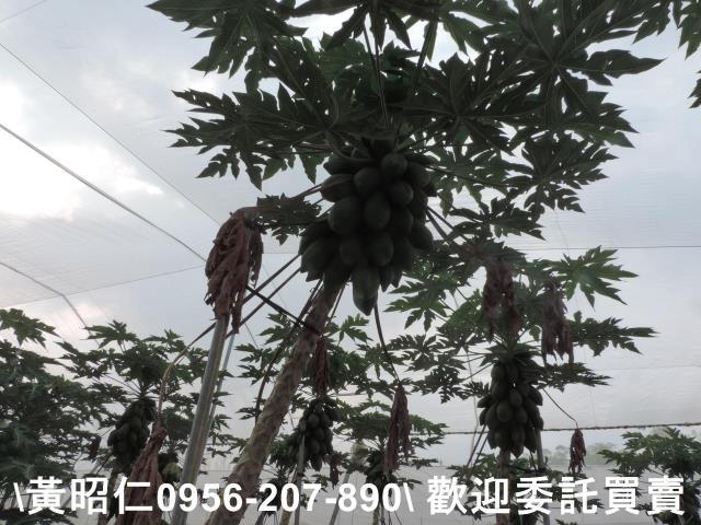 台南農地-4