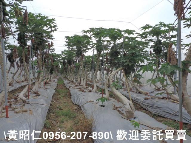 台南農地-5