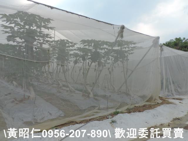 台南農地-6