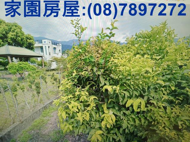 屏東高樹農地-1