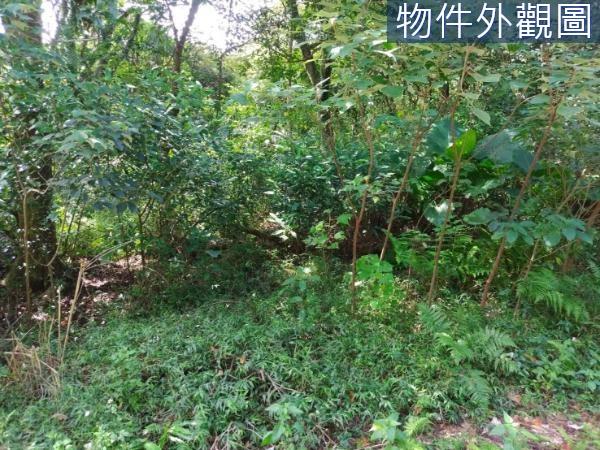 三芝農地-3