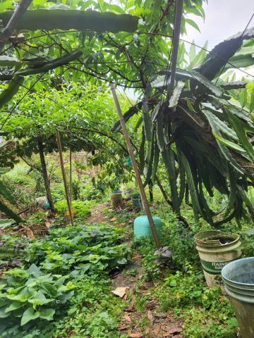 台中東勢農地-11