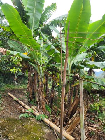 台中東勢農地-2