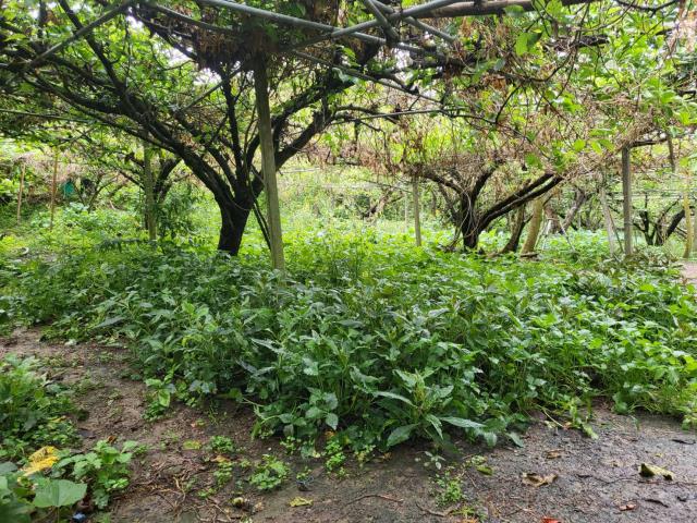 台中東勢農地-8