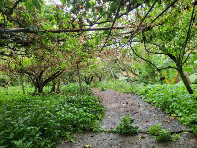 台中東勢農地-9