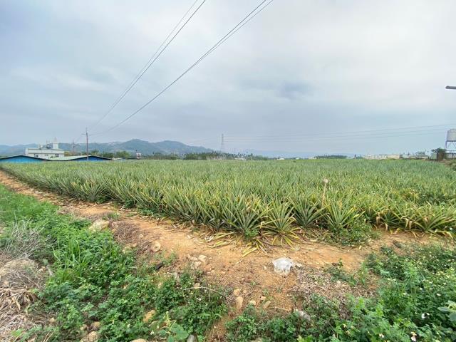 南投名間農地-4
