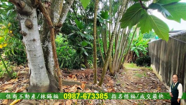 台南農地-3