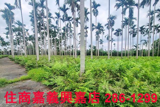 嘉義中埔農地-8