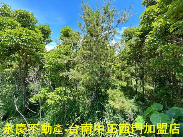 玉井農地-6