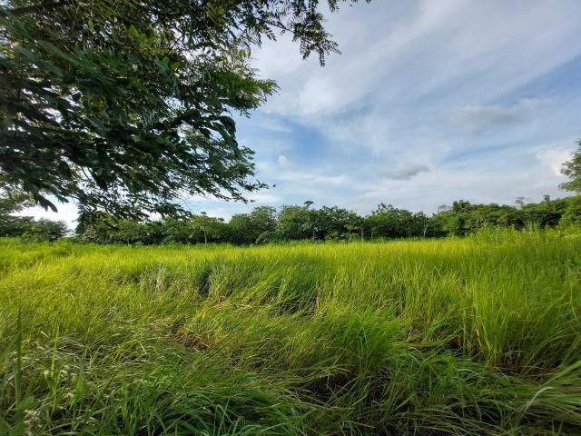 大內農地-6