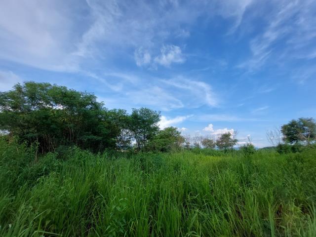 大內農地-7