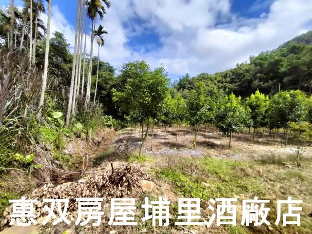 埔里農地-9