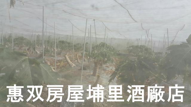 埔里農地-2