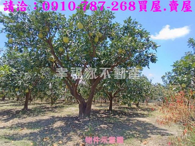 台南麻豆農地-10