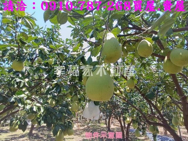 台南麻豆農地-7