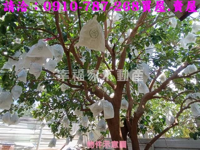 台南麻豆農地-8