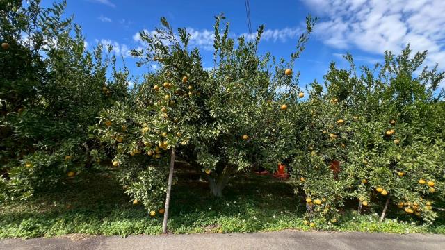 新竹峨眉農地-2