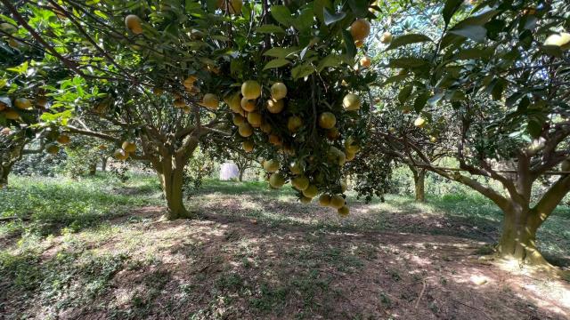 新竹峨眉農地-8