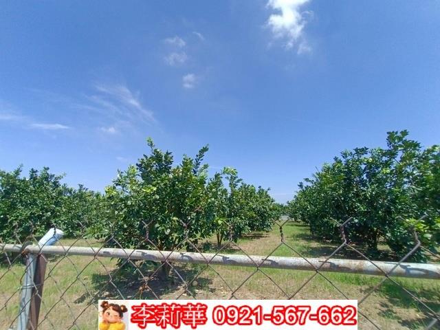 麻豆農地-7