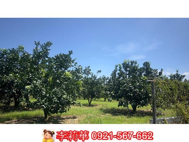 麻豆農地-8