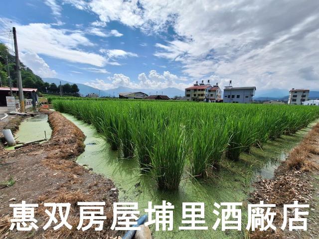 埔里農地-8