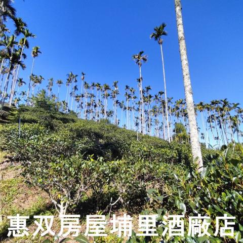 魚池農地-1