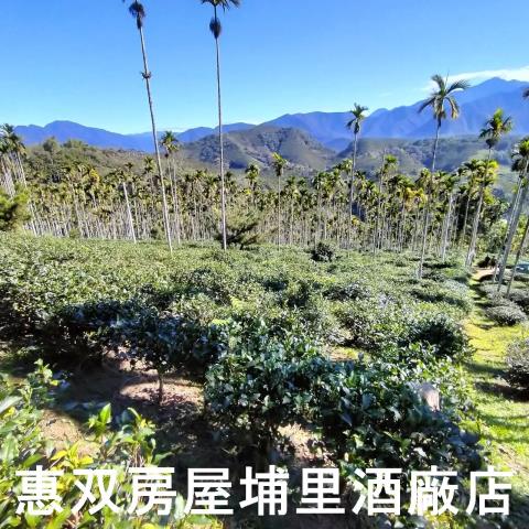 魚池農地-8
